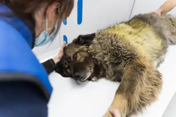 Paracetamol Dangers for Dogs: A Growing Concern
