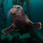 Underwater Photography’s Best: Australasia Awards Showcase Ocean Wonders