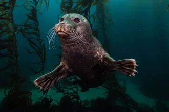 Underwater Photography’s Best: Australasia Awards Showcase Ocean Wonders