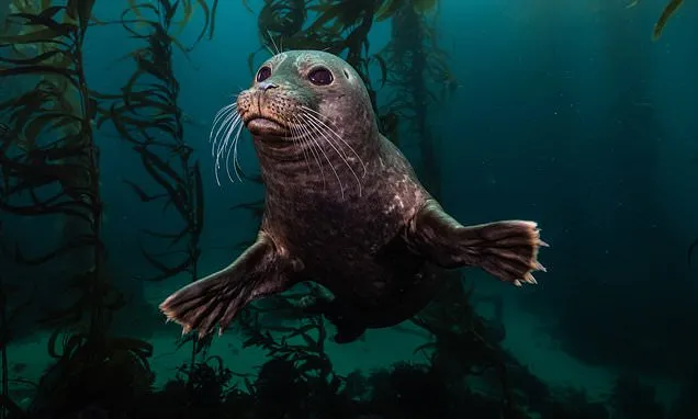 Underwater Photography’s Best: Australasia Awards Showcase Ocean Wonders Underwater Photography’s Best: Australasia Awards Showcase Ocean Wonders