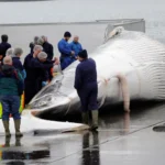 Iceland Considers Whaling Ban, Potentially Leaving Only Two Nations Permitting Hunts