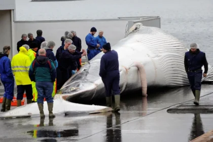 Iceland Considers Whaling Ban, Potentially Leaving Only Two Nations Permitting Hunts