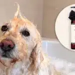 Jo Malone London Launches First Dog Shampoo: A Review