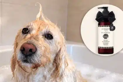 Jo Malone London Launches First Dog Shampoo: A Review