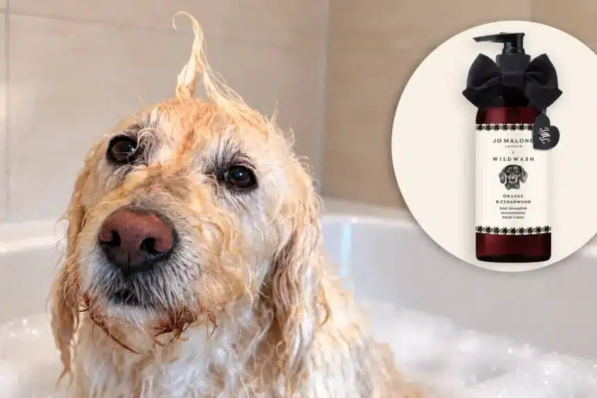 Jo Malone London Launches First Dog Shampoo: A Review Jo Malone London Launches First Dog Shampoo: A Review
