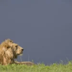 10 Lions Die in Tanzania’s Ngorongoro After Suspected Poisoning