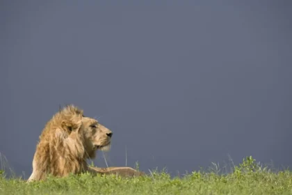 10 Lions Die in Tanzania’s Ngorongoro After Suspected Poisoning