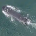 UK Sea Drone Fires US Torpedo in AUKUS Tech Advance